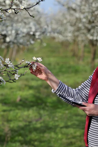 Agronomiste Agriculteur Examiner Les Pruniers Fleurs Dans Verger Aide Comprimés — Photo