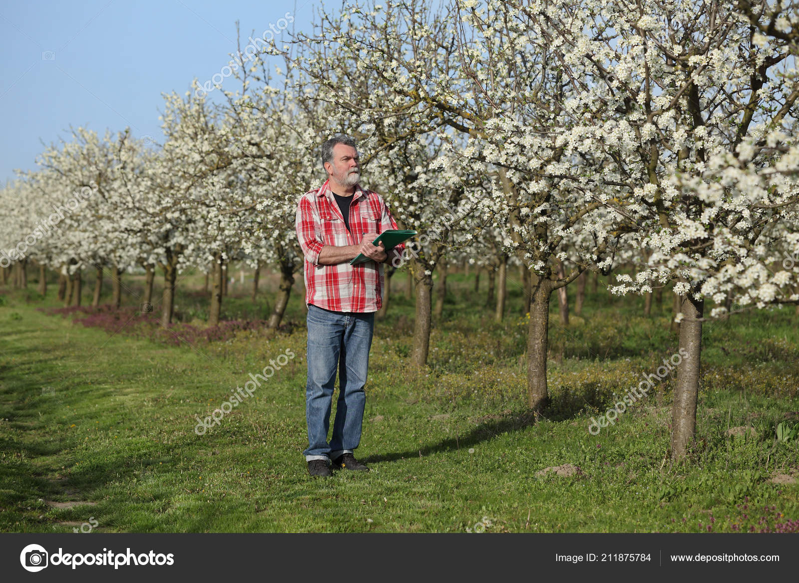 Agrónomo Agricultor Examinan Ciruelos Flor Huerto Escritura: fotografía de stock © simazoran #211875784 | Depositphotos Agrónomo Agricultor Examinan Ciruelos Flor Huerto Escritura: fotografía de stock © simazoran #211875784 | Depositphotos