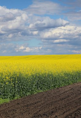 Petrol tecavüzü, tarlada çiçek açan kanola bitkilerinin olduğu manzara, ilkbahar başı.