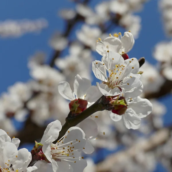青い空に春のウメ果実樹木の白い花を開花 — ストック写真