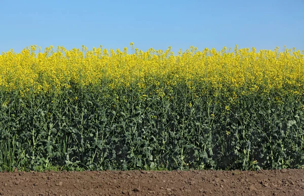 Olie Verkrachting Bloeiend Koolzaad Planten Veld Vroege Voorjaar — Stockfoto