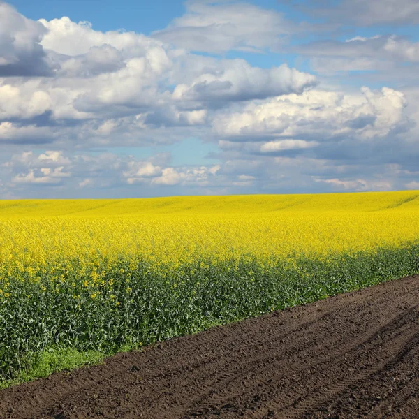 Colza Aceitera Paisaje Con Plantas Canola Flor Campo Principios Primavera —  Fotos de Stock