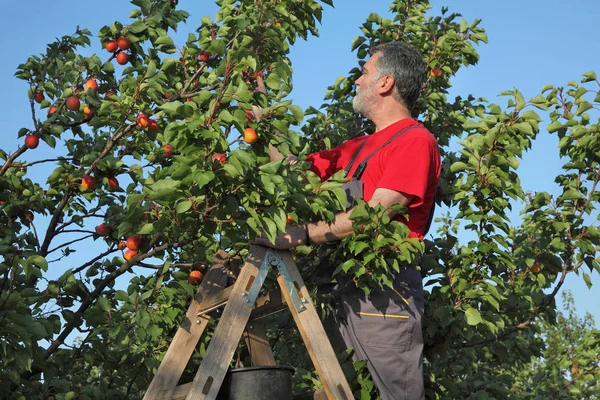 Agriculteur Adulte Moyen Échelle Cueillette Abricot Fruits Arbre Dans Verger — Photo