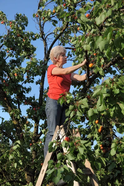 果樹園の木からアプリコットの果物を狩りはしごで半ば大人女性農家 — ストック写真