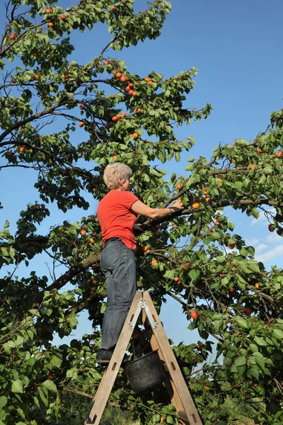 Mitte Erwachsene Bäuerin Der Leiter Die Aprikosenfrüchte Von Baum Obstgarten — Stockfoto