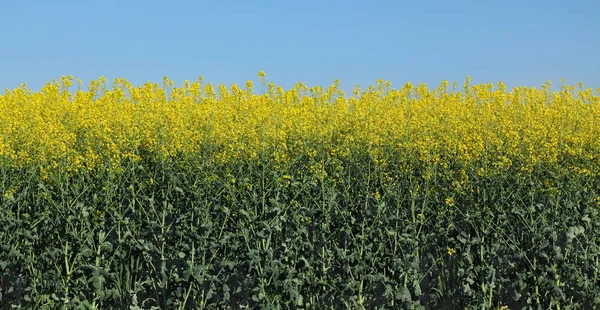 Oil Rape Blossoming Canola Plants Field Early Spring — Stock Photo, Image