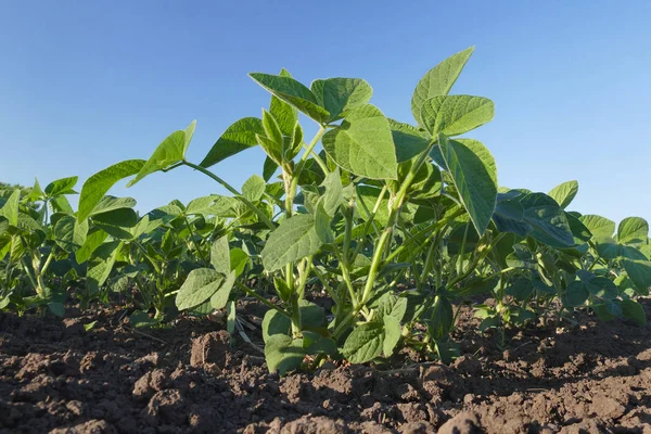 绿色栽培的大豆在田野上有清澈的蓝天 — 图库照片