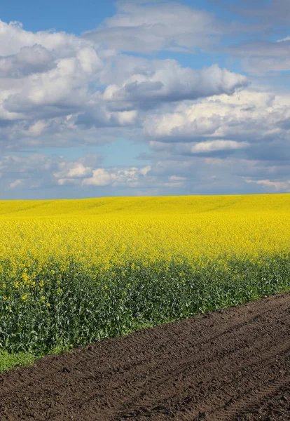 Petrol tecavüzü, tarlada çiçek açan kanola bitkilerinin olduğu manzara, ilkbahar başı.