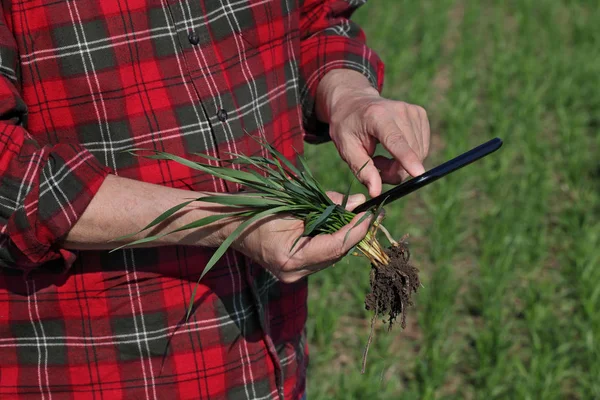 Agricultor Agrônomo Inspecionar Qualidade Trigo Início Primavera Usando Tablet — Fotografia de Stock