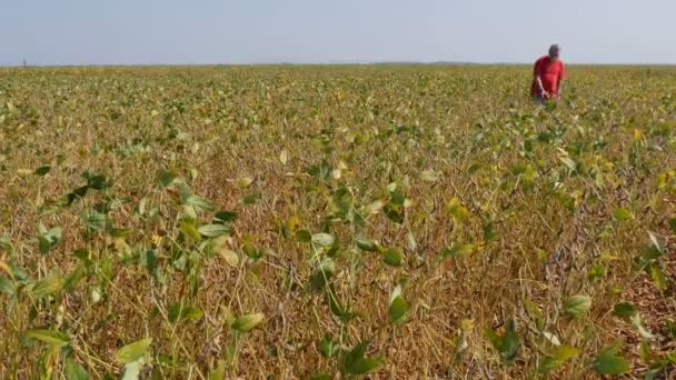 农夫或农艺师检查大豆植物田间和作物在夏末 — 图库视频影像