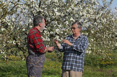 Agronomist ve çiftçi, meyve bahçesindeki çiçek açan kiraz ağaçlarını tablet kullanarak inceliyorlar.