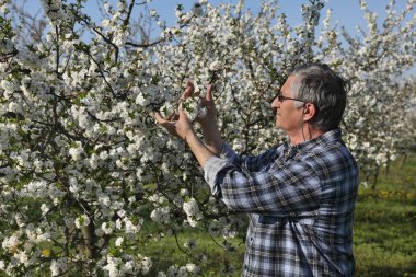 Ziraat Mühendisi veya çiftçi incelemek çiçek açan Erik ağaçlarda meyve bahçesi