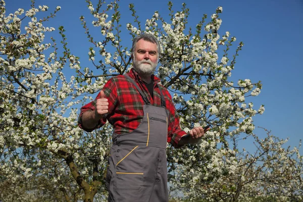 Agronomist Eller Bonde Undersøker Blomstrende Kirsebærtrær Frukthagen Gestikulerer Med Tommelen – stockfoto