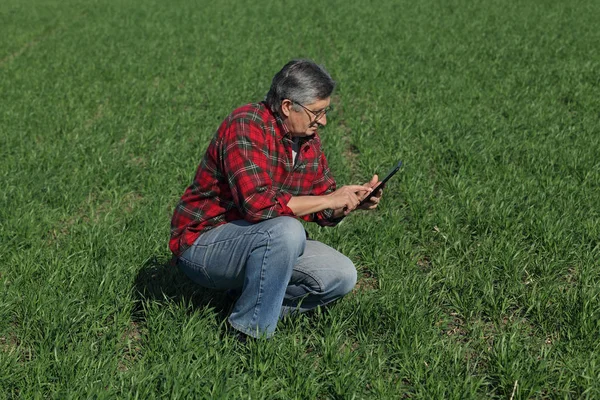 Farmer Agronomist Inspect Quality Wheat Field Using Tablet Early Spring — Stock Photo, Image