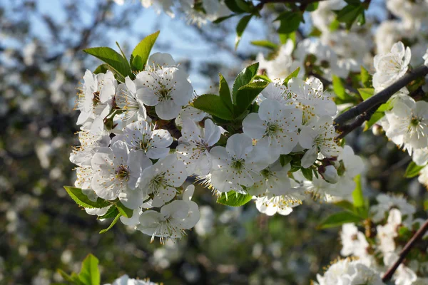 Flor Branca Florescente Árvore Fruto Cereja Primavera — Fotografia de Stock