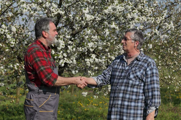 Handshake Agronomist Farmer Examine Blooming Cherry Trees Orchard — Stock Photo, Image