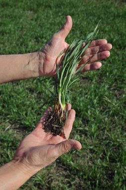 Çiftçi ya da tarımcı baharın başlarında buğday kalitesini inceler