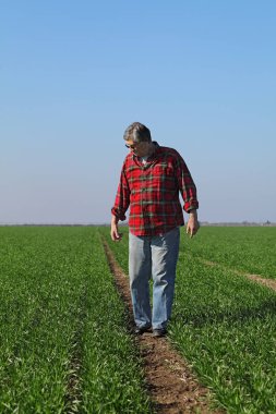 Çiftçi ya da tarımcı baharın başlarında buğday kalitesini inceler