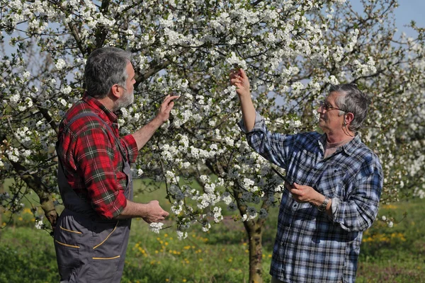 Agronomist Boer Onderzoeken Bloeiende Kersenbomen Boomgaard Met Behulp Van Tablet — Stockfoto