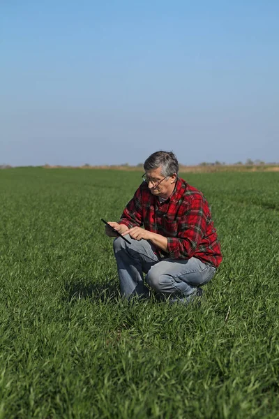 Farmer Agronomist Inspect Quality Wheat Field Using Tablet Early Spring — Stock Photo, Image