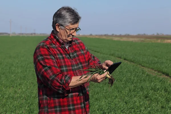 Agricultor Agrônomo Inspecionar Qualidade Trigo Campo Usando Tablet Início Primavera — Fotografia de Stock