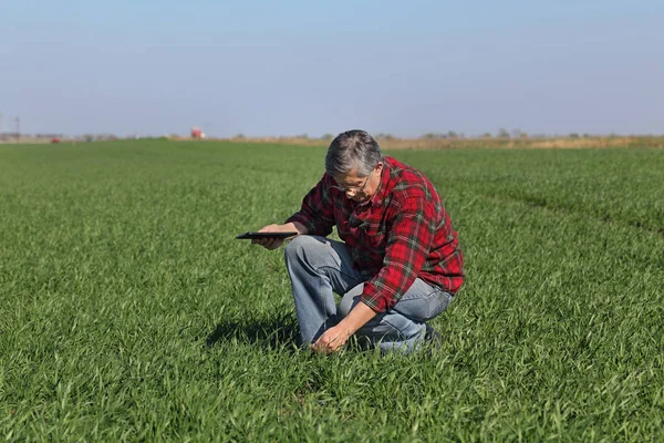 Agricultor Agrônomo Inspecionar Qualidade Trigo Campo Usando Tablet Início Primavera — Fotografia de Stock