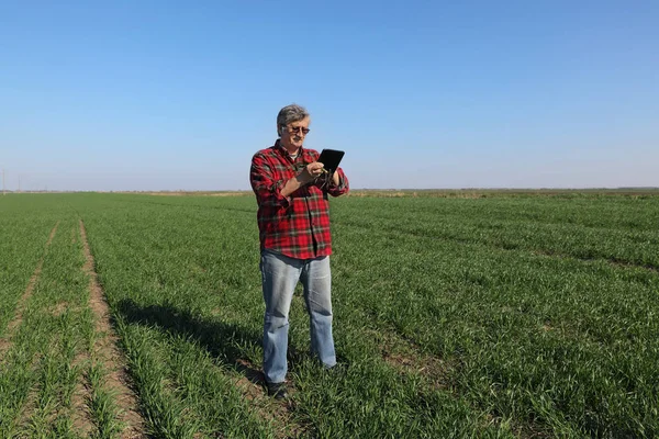 農家や農業は早春のタブレットを使用して フィールドの小麦の品質を検査します — ストック写真