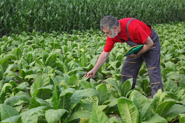 Bonde Eller Agronom Undersökande Tobak Växt Fältet Början Sommaren — Stockfoto