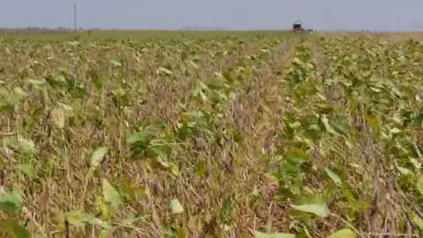 Sojabohnenpflanze Feld Mähdrescher Selektiver Fokus Auf Pflanzen — Stockvideo