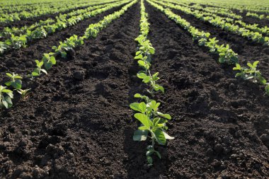 Yeşil alan, bahar zamanı, seçici odak Soya bitki ekili