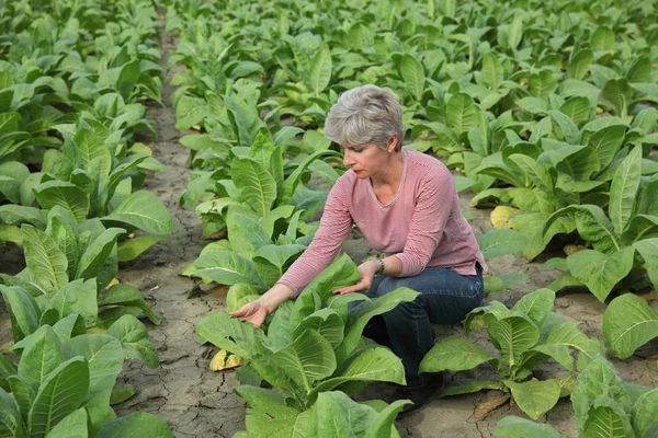 Çiftçi Veya Bilimsel Tarım Uzmanı Muayene Tütün Bitki Alanında Erken — Stok fotoğraf