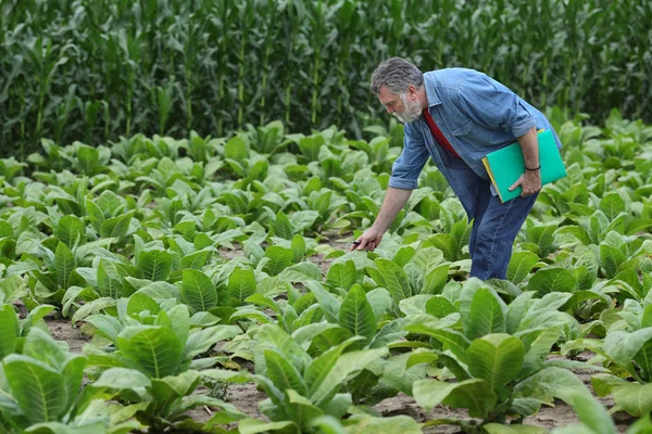 Bonde Eller Agronom Undersökande Tobak Växt Fältet Början Sommaren — Stockfoto