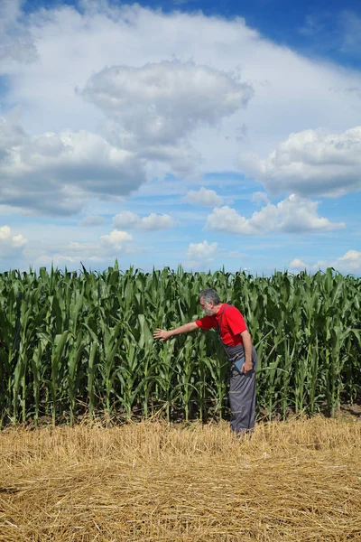 农民或农艺师用片剂检测玉米植株田 — 图库照片
