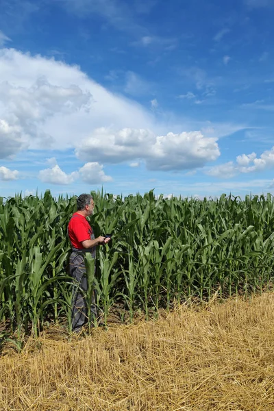 Agricultor Agrônomo Examinando Campo Plantas Milho Usando Tablet — Fotografia de Stock