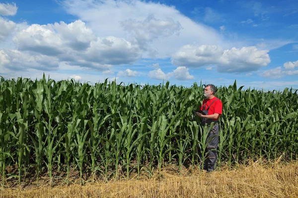 Agricultor Agrônomo Examinando Campo Plantas Milho Usando Tablet — Fotografia de Stock