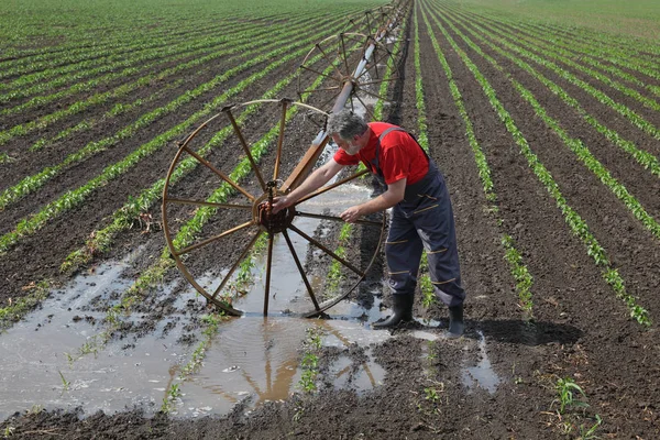Tarım Çiftçi Kırmızı Biber Alanında Sulama Sistemi Sabitleme — Stok fotoğraf