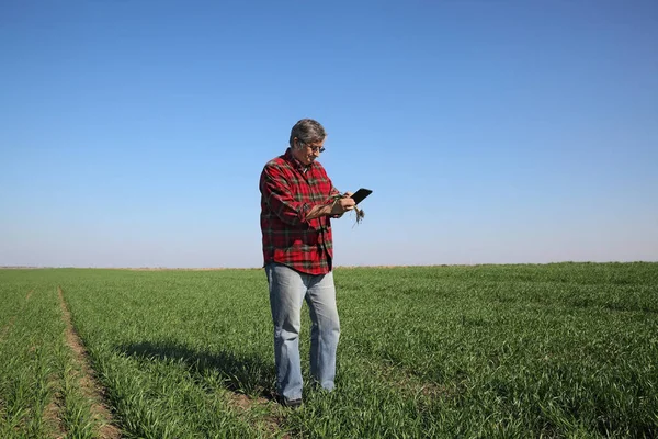 Farmer Agronomist Examining Quality Wheat Field Using Tablet Early Spring — Stock Photo, Image