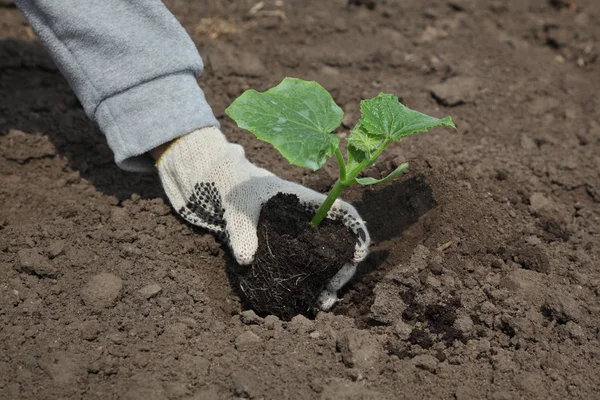 农民种植黄瓜幼苗到地面的字段 — 图库照片