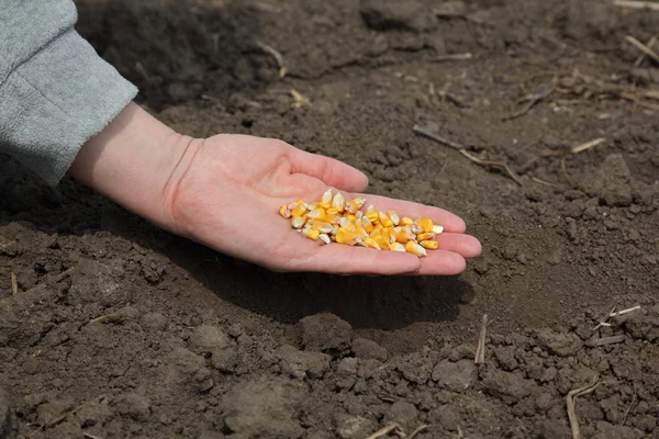 Human Hand Holding Corn Seed Sowing Time Field — Stock Photo, Image