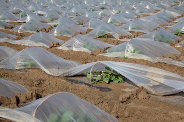 Alan küçük koruyucu plastik seralar altında karpuz ve kavun bitkilerin