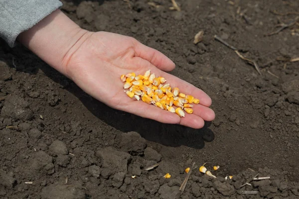 人类的手 握著玉米种子 播种在字段中的时间 — 图库照片