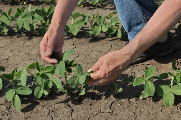 Agricultor Agrônomo Examinando Planta Soja Campo Close Mãos Tempo Primavera — Fotografia de Stock