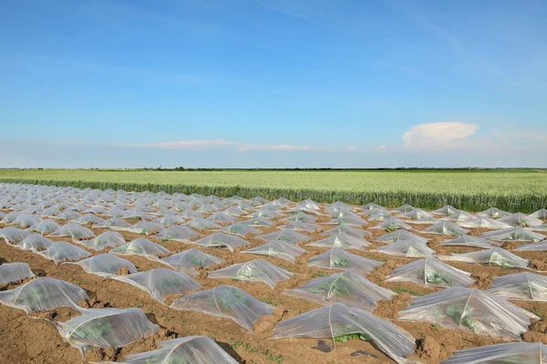 Feld Von Wassermelonen Oder Melonenpflanzen Unter Kleinen Schützenden Plastikgewächshäusern — Stockfoto