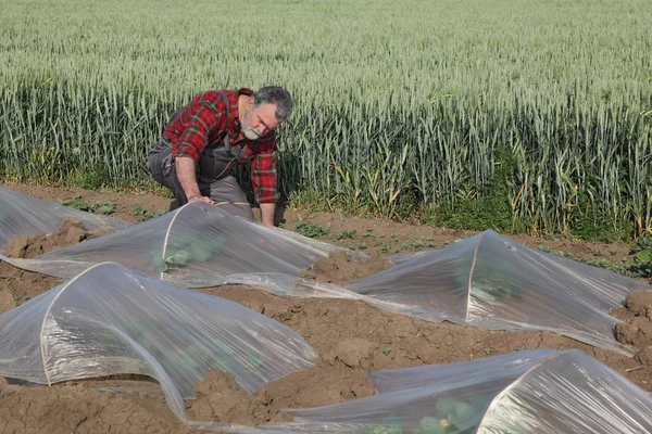 Landwirt Untersucht Wassermelone Oder Melonenpflanze Unter Kleinem Plastikgewächshaus — Stockfoto