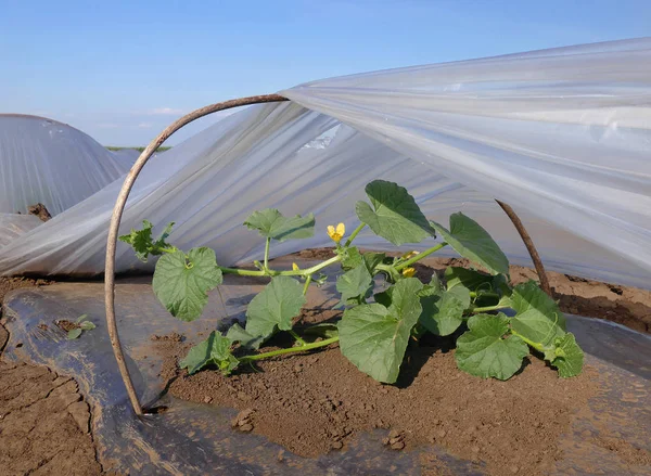 Melonenpflanze Unter Kleinen Schützenden Plastikgewächshäusern — Stockfoto