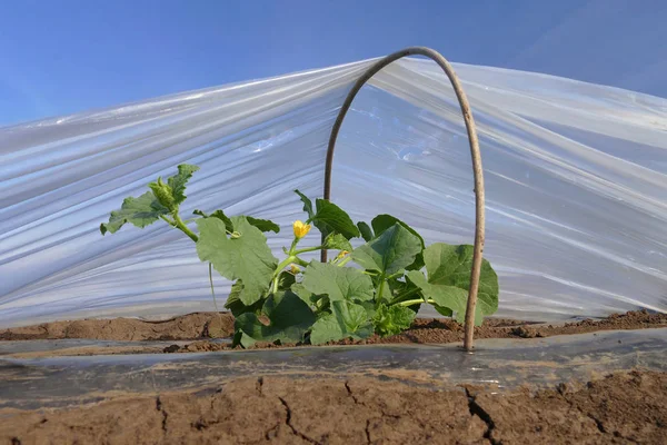 Meloen Plant Onder Kleine Beschermende Plastic Kassen — Stockfoto