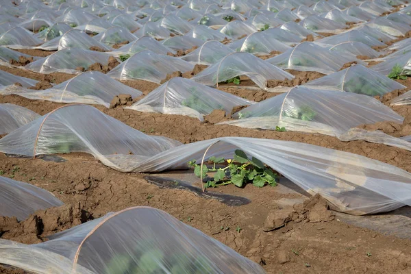 Field Watermelon Melon Plants Small Protective Plastic Greenhouses — Stock Photo, Image