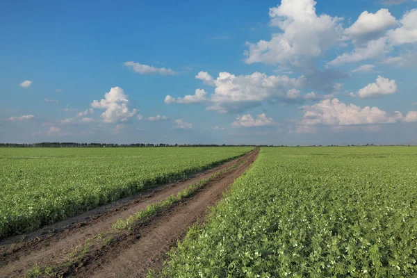 开花的豌豆植物在领域与 Countryroad 和美丽的天空 — 图库照片