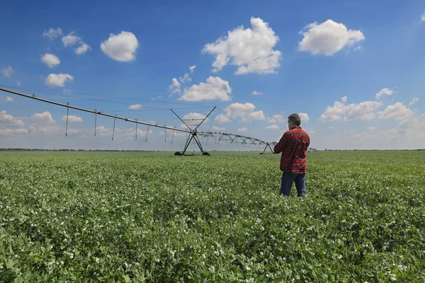 農家や農業タブレットを用いた灌漑システムによるエンドウ フィールドを調べること — ストック写真