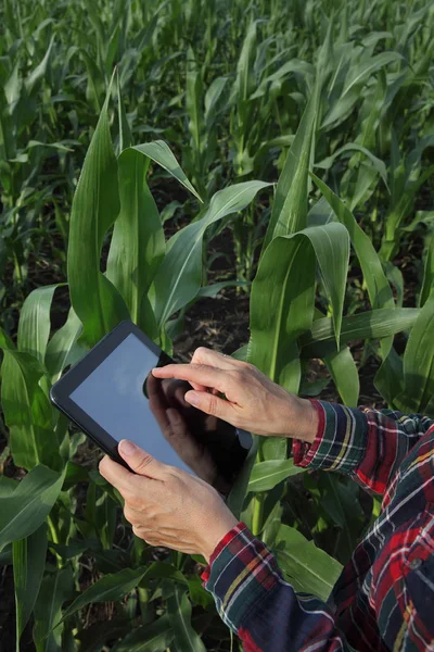 Agronomist Farmer Inspecting Quality Green Corn Plant Field Using Tablet — Stock Photo, Image